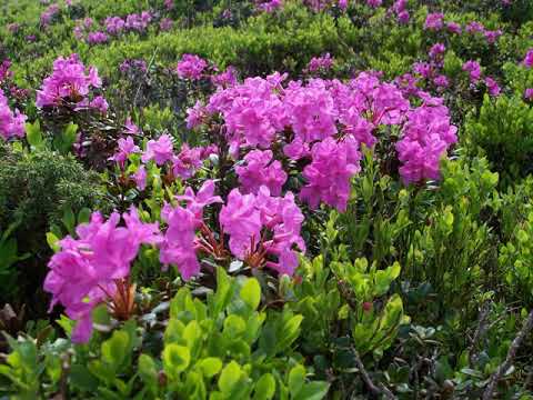 Pensiunea Poiana Soarelui - Ciungetu - Romania