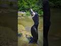 Cormorant Eating Fish Shortsfeed Shortsviral Snake Frog Wildlife Rameshkarmakarwildlife2843