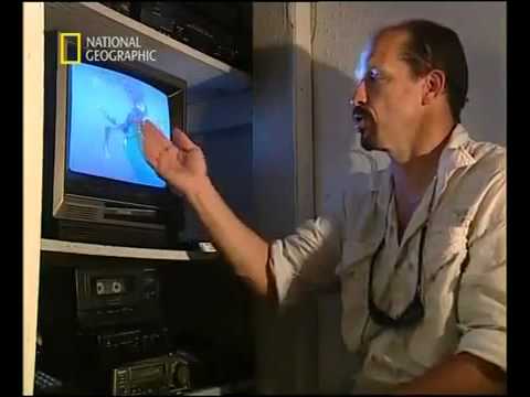 Oltre la paura "comunicare con il grande squalo bianco"