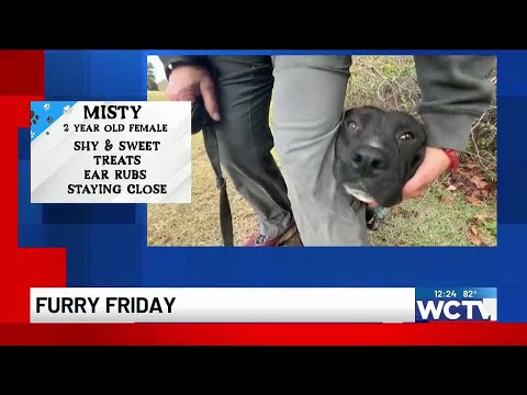 Furry Friday: Meet Misty!