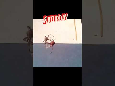 grabe na bakbak to #shorts