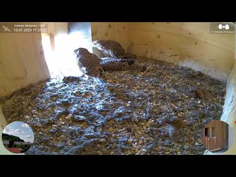 Sirenen Alarm bei den Turmfalken MIRA & PEPE in Beilngries am 13.07.2023