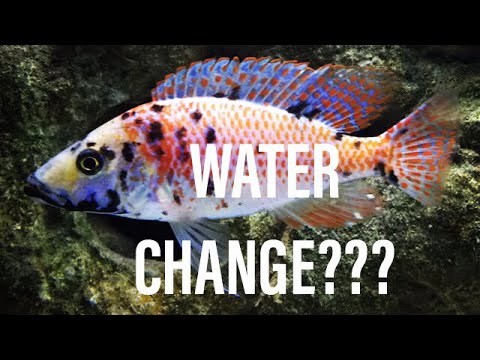 Why We Change & Test Aquarium Water