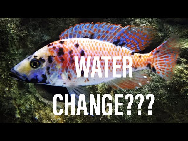 Why We Change & Test Aquarium Water