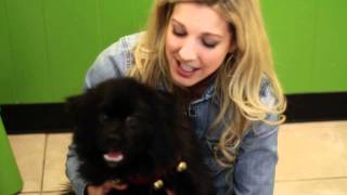 Kristin &amp; the 12 Strays of Christmas - Prince