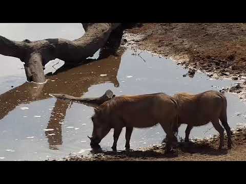 Djuma: Warthogs-two adults - 10:07 - 09/03/19