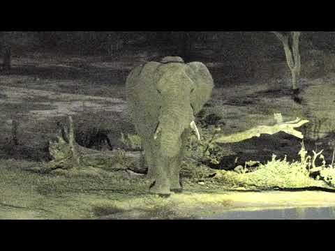 Djuma: Lone Elephant bull comes for drink during the night - 21:02 - 11/22/18