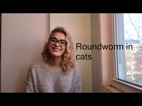 Roundworm in cats