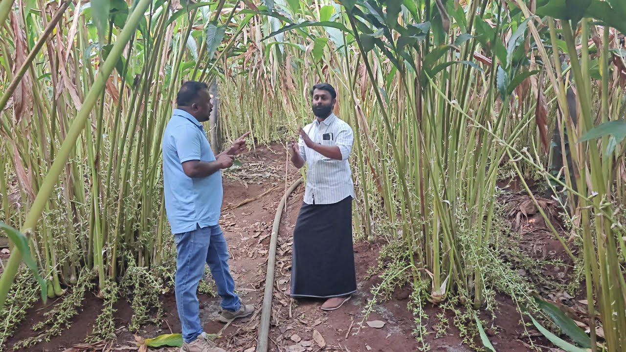 ചിമ്പ് അടിക്കാൻ വളം കൊടുക്കുന്ന കൂടെ കൊടുക്കാൻ കഴിയുന്ന മിത്രബാക്റ്റീരിയകളും അതിന്റെ ഗുണങ്ങളും AtoZ