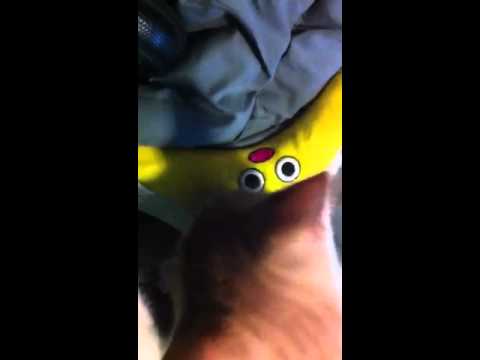 Henry kitten + catnip = hilarity