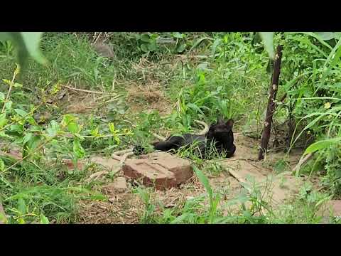 Mom cat teaches kitten to hunt
