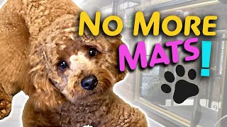 WHY your GOLDENDOODLE has MATTED HAIR...Do This👈