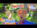 Blippi Visits A Cherry Farm And Eats Healthy Fruits BEST OF BLIPPI TOYS Educational Videos