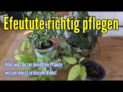 Pothos care, watering, fertilizing, propagating, location, repotting and more Epipremnum aureum