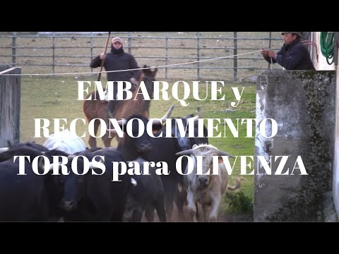 EMBARQUE y RECONOCIMIENTO de Toros de Victorino para Feria  de OLIVENZA