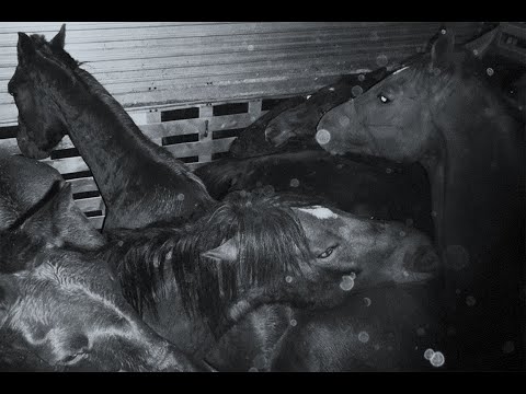 One Last Ride: The U.S. -  Canada Horse Meat Pipeline