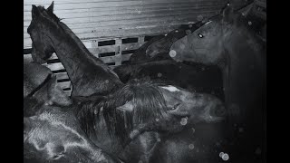 One Last Ride: The U.S. - Canada Horse Meat Pipeline (2022) Video