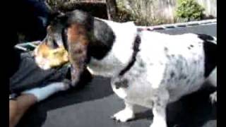 My friends dog. Fucking crazy