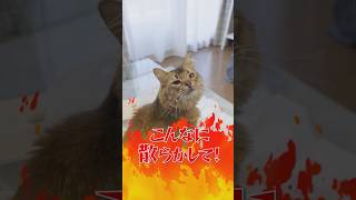 【WebショートCM】シミュレーションRPG『デモンズナイトフィーバー』（「今日は大暴れするにゃん」編）