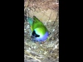 Gouldian finches breeding in a colony 