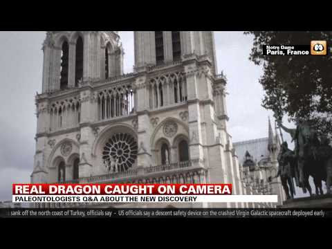 Real Dragon caught on camera!