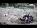 Levi Mberego Reel 2016