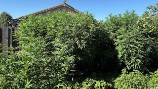 OUTDOOR CANNABIS GROW 2026 Platinum Cookies, Pastries, Pink Runtz 8/24