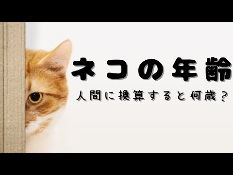 猫の人間年齢の計算方法