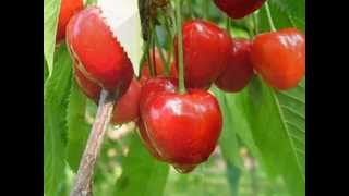 Gazde - Još I Danas Zamiriše Trešnja