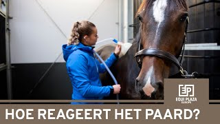 Hoe reageert een paard op Nano CellCare therapie?