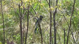 preview picture of video 'A Blue Jay at Grandma LeGrow's house.'