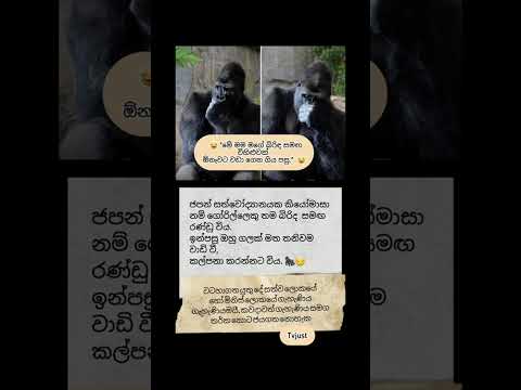 සත්වලොකයේත් එහෙමයී ,තර්ක කොට ජය ගත නොහැක #news #shorts #srilanka #anurakumaradissanayake #trending