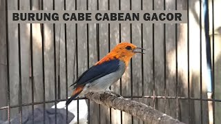 Download lagu MASTERAN KEMADE GACOR | Suara Pancingan burung cabe cabean Cit Keres Encit Cit bang Agar cepat Bunyi mp3 Download lagu MASTERAN KEMADE GACOR | Suara Pancingan burung cabe cabean Cit Keres Encit Cit bang Agar cepat Bunyi mp3