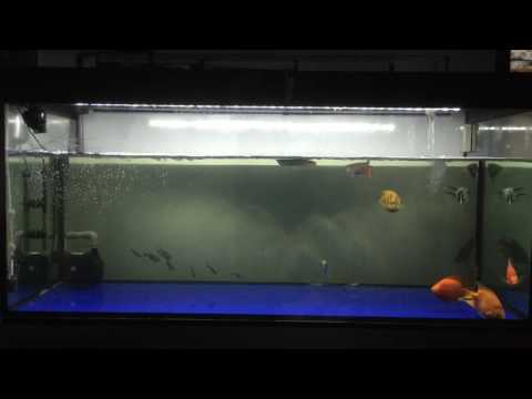 Arowana high back super 2017-03-11 NNN