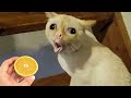 Essayer De Ne Pas Rire Meilleurs Chats Et Chiens Drôles Partie 14 Animaux Drôles