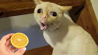 Miniature vidéo