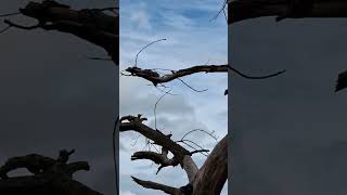 Vue sur Mâcon depuis la roche de vergisson