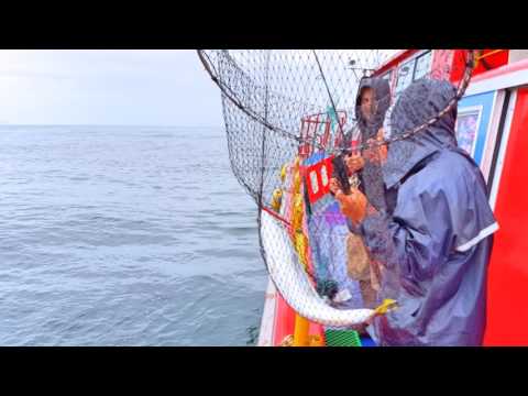 Pesca em alto mar com cauda amarela na Ilha Geoje com Waeook Travel