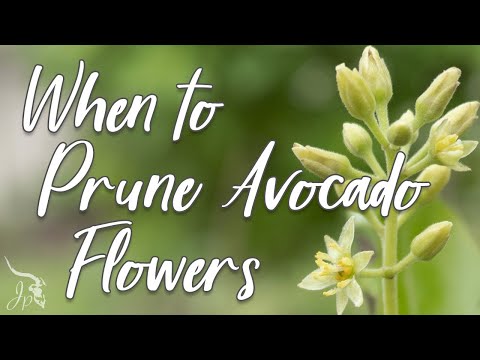 When (and Why) to Prune Avocado Flowers