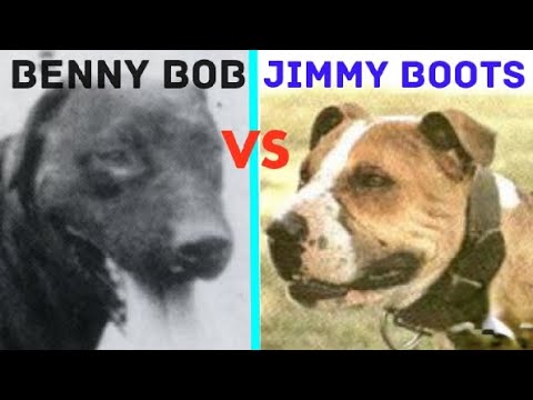 Classic Match: Benny Bob vs. Jimmy Boots. #apbt #dogtalk #apbthistory #gamedog #sportingdogs