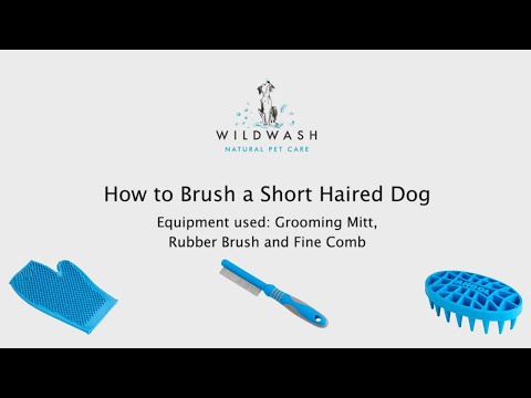 How to Brush a Short Haired Dog - WildWash