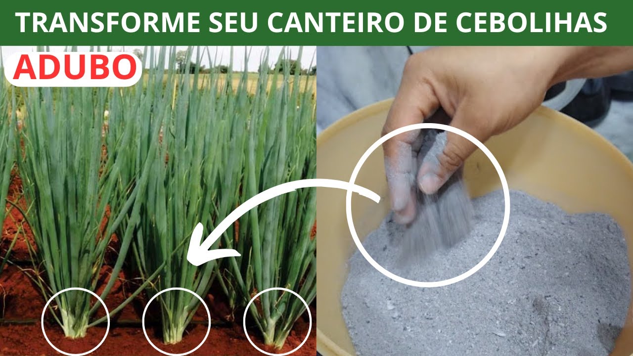 MELHOR ADUBO ORGÂNICO PARA CEBOLINHAS CRESCEREM E SE DESENVOLVEREM RÁPIDO- 010