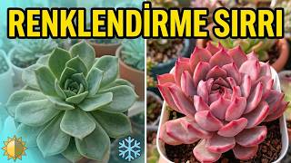 SUKULENTLERDE SONBAHAR DÖNEMİ: KONUM DEĞİŞİMİ VE KIŞA HAZIRLIK