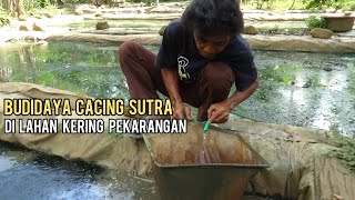 Download lagu CARA BUDIDAYA CACING SUTRA DI LAHAN KERING PEKARANGAN || PELUANG USAHA MENGUNTUNGKAN mp3