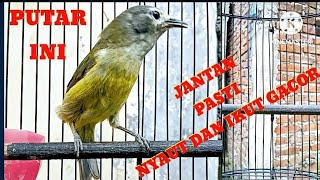 Download lagu SUARA BURUNG‼️OPIOR JAWA ALIS TEBAL GACOR@KICAU_CHANEL24 mp3