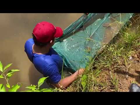 Peruvian Amazon Fish Collecting Trip