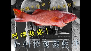 【教學篇】阿傑教你 如何殺魚 處理魚 不吃鱗片 減少腥味 紅條石斑 #自由潛水 #漁獵 #釣魚 #殺魚 #處理魚 #紅條 #打魚鱗 #殺肚 #魚腥味 #打鱗片 #魚鱗 #魚肚 #趕海 #東北角 #澎湖