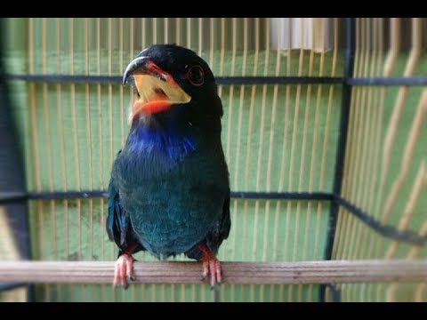 download lagu mp3 mp4 Burung Tengkek Buto Gacor, download mp3 Burung Tengkek Buto Gacor free download mp3, download mp3 Burung Tengkek Buto Gacor