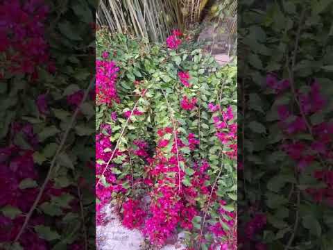 Bagane bulase flower | flowers