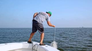 Fish Mavericks Catching Bait